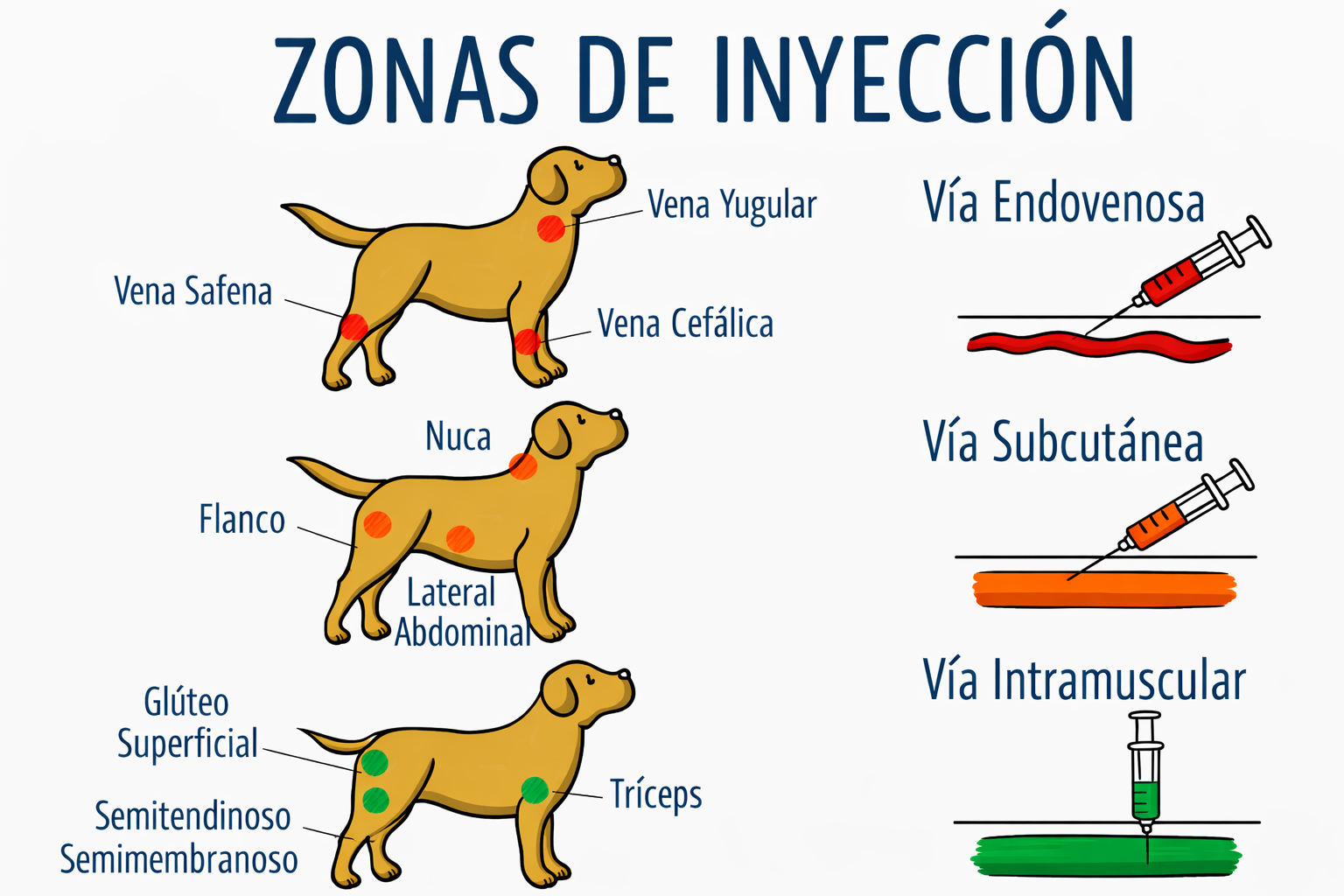 Procesionaria en perros y gatos zonas de inyeccion y tecnica Procesionaria en perros y gatos zonas de inyeccion y tecnica