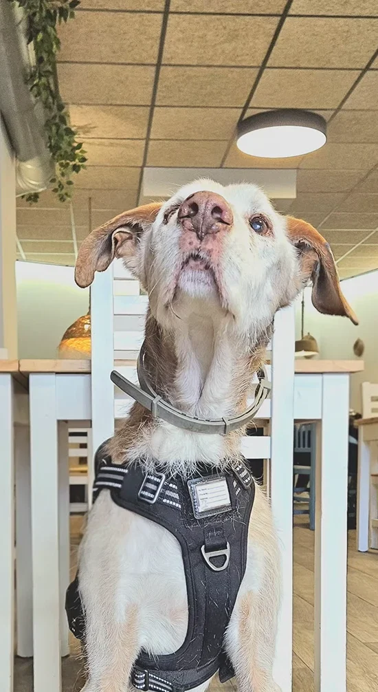 Destino Camper | Un restaurante pet friendly increíble en Valencia: descubre APTC restaurante pet friendly APTC Dante disfrutando Lliria Destino camper