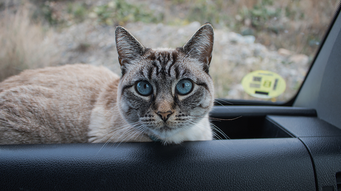 Vivir en furgoneta con perro y gato Masotas_en_camper_gata_Pita_en_salpicadero