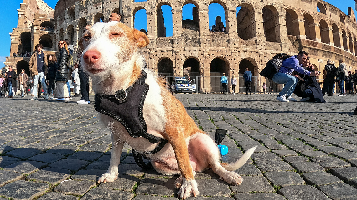 Vivir en furgoneta con perro y gato Masotas_en_camper_perra_Are_en_Roma