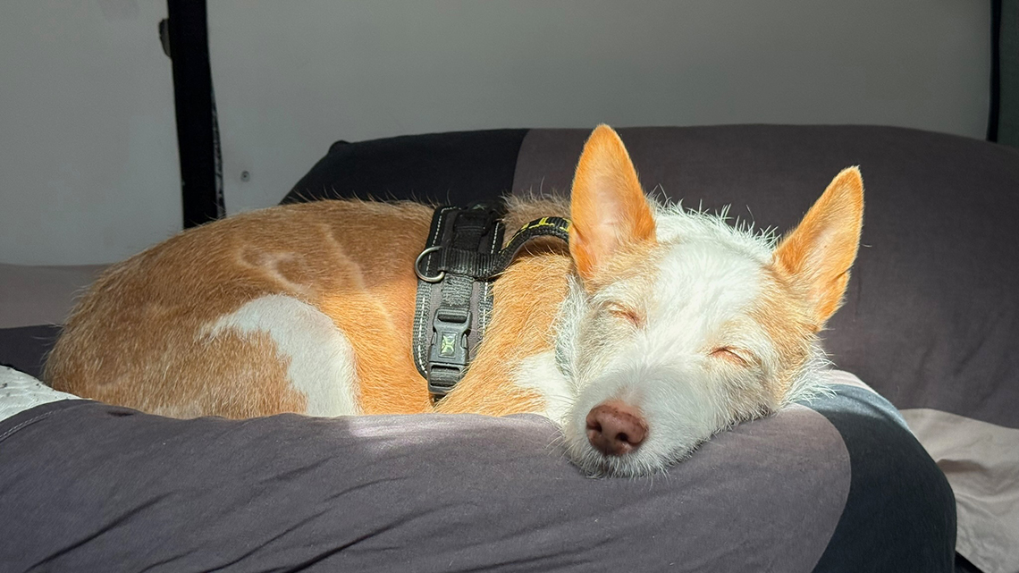 Vivir en furgoneta con perro y gato Masotas_en_camper_perra_Are_en_la_cama