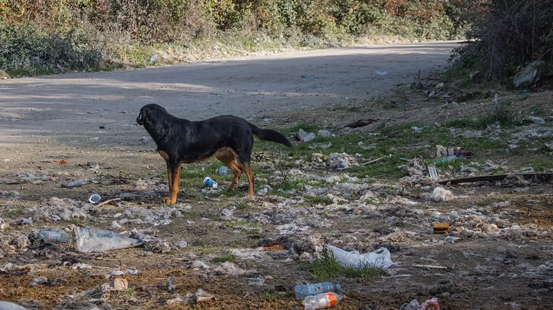 Los_balcanes_con_gato_perro_en_vertedero viajar con gato en furgoneta