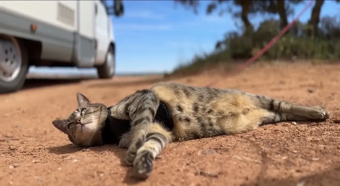 viajar con gatos en autocaravana cleo