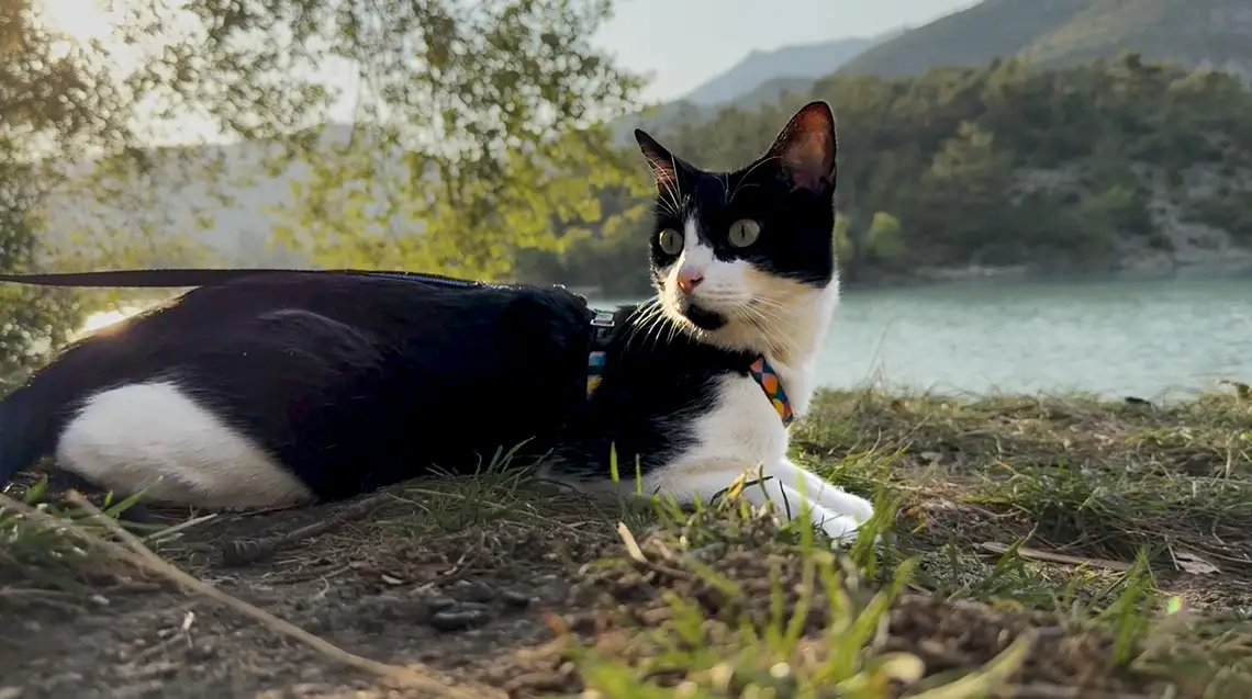 viajar con gatos en autocaravana manolo